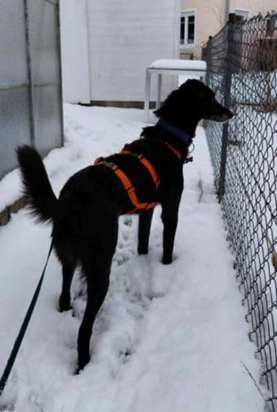 sehr lieber Rimo auf PS in 86637