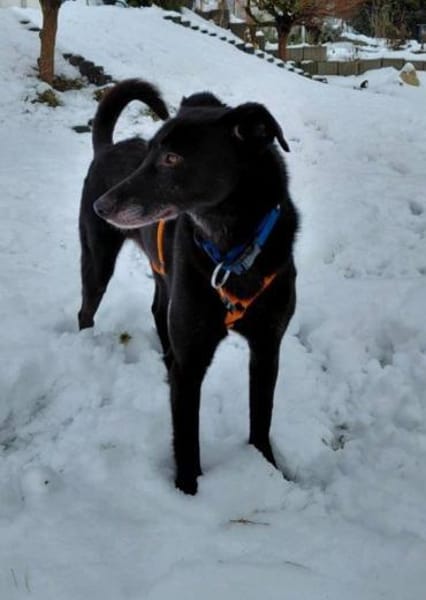 sehr lieber Rimo auf PS in 86637