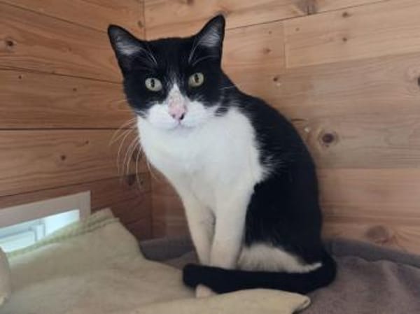 MINO-ruhiger,zurückhaltender Kater