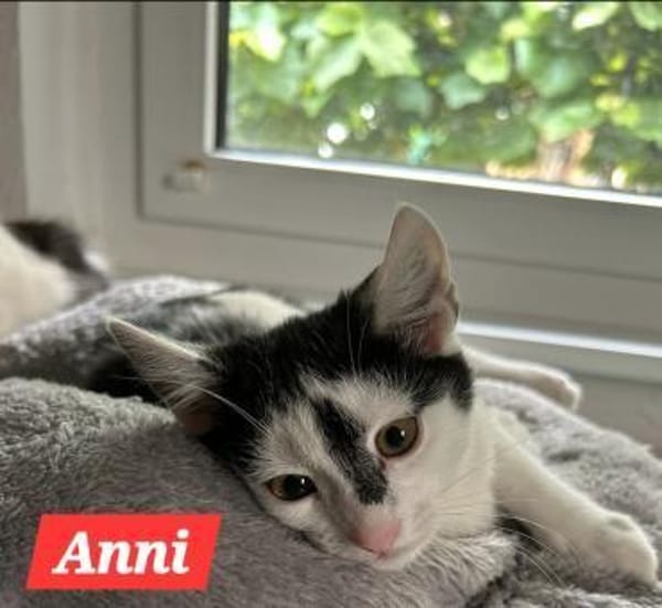 4 zahme geimpfte Kitten