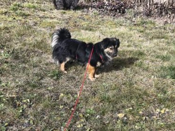 Monchi, kleiner umwerfender Junghund