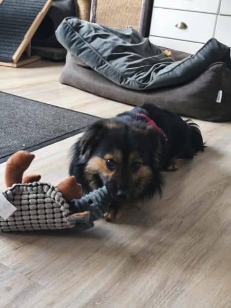 Monchi, kleiner umwerfender Junghund