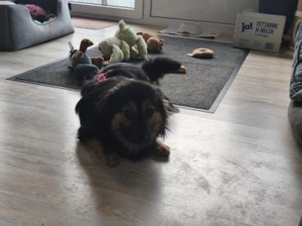 Monchi, kleiner umwerfender Junghund