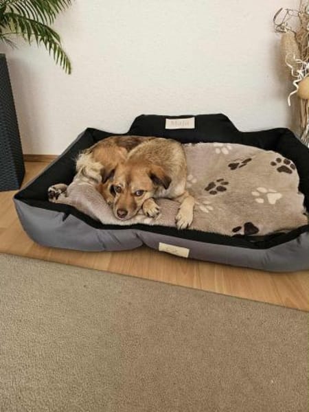 Dringend Zuhause für MAJA 🆘‼🆘