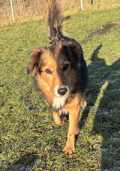 Willi sucht seine Menschen