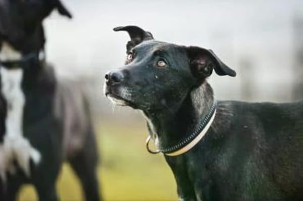 Federica im Tierheim Lüdinghausen