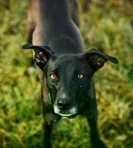 Federica im Tierheim Lüdinghausen