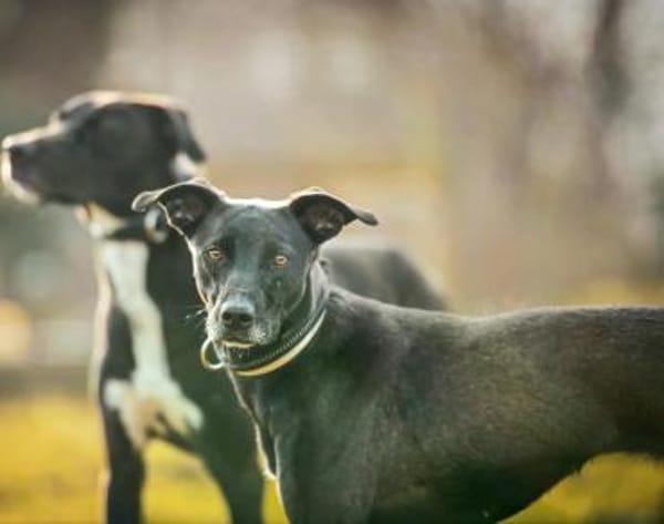 Federica im Tierheim Lüdinghausen