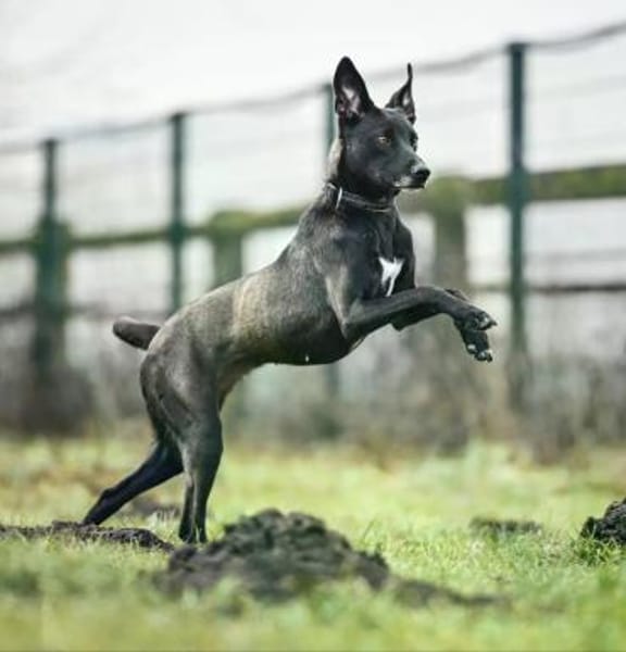 Federica im Tierheim Lüdinghausen