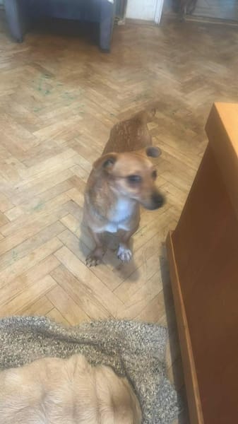 Smilla, klein, schnuckelig sucht Zuhause