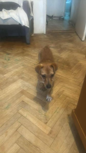 Smilla, klein, schnuckelig sucht Zuhause