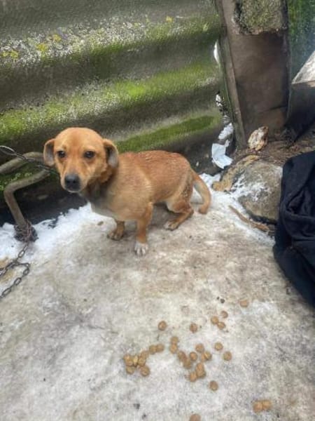 Smilla, klein, schnuckelig sucht Zuhause