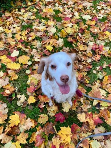 DAFNE 💜💜💜 sucht Altersruhesitz