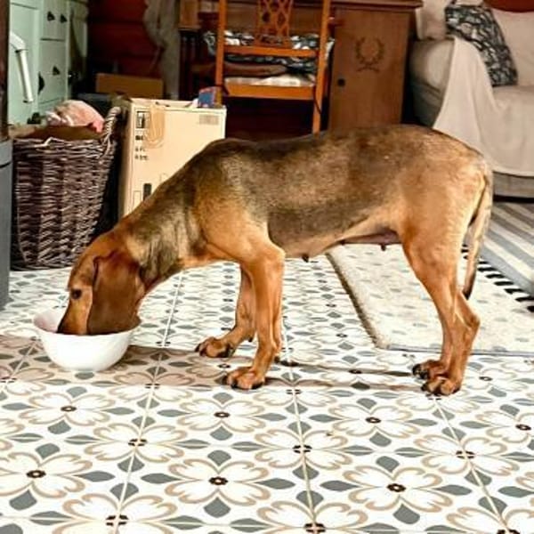 Trudi - Glück auf Lebenszeit gesucht