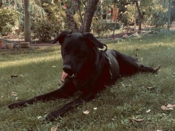 MILO - am liebsten draußen beschäftigen