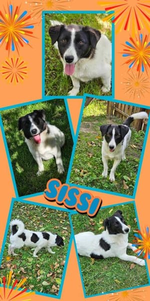 Traumhündin Sissi auf PS in 91247 Vorra