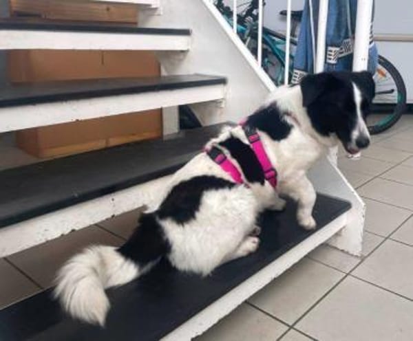 Traumhündin Sissi auf PS in 91247 Vorra