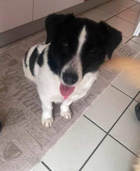 Traumhündin Sissi auf PS in 91247 Vorra