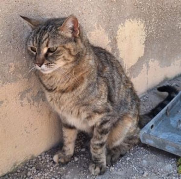 Liebe, zutrauliche Katze Micaela