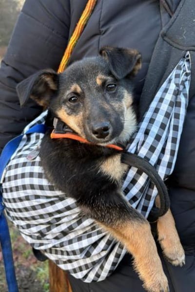 Elke 💗 wartet in 45259 Essen