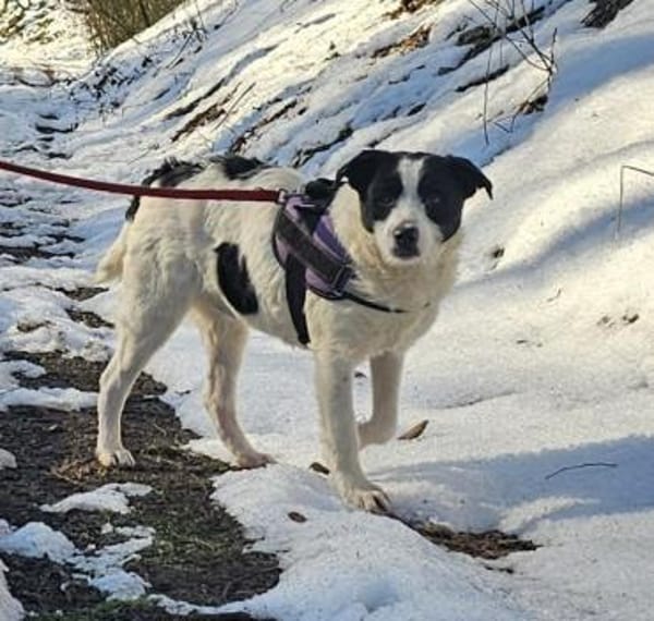 Dalma - feine Hundeseele