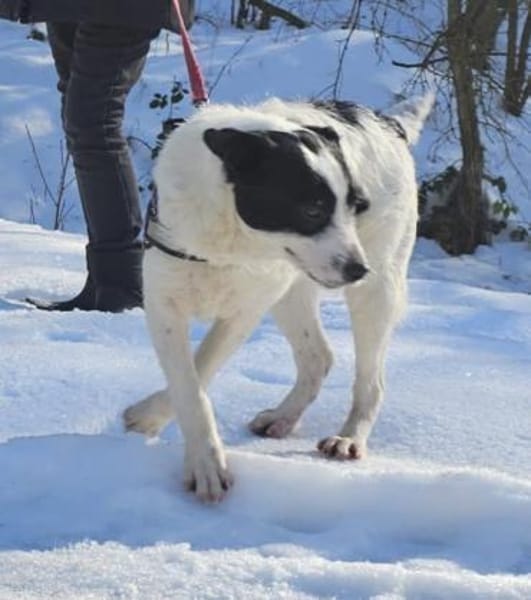 Dalma - feine Hundeseele