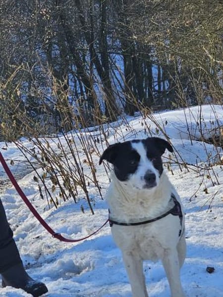 Dalma - feine Hundeseele