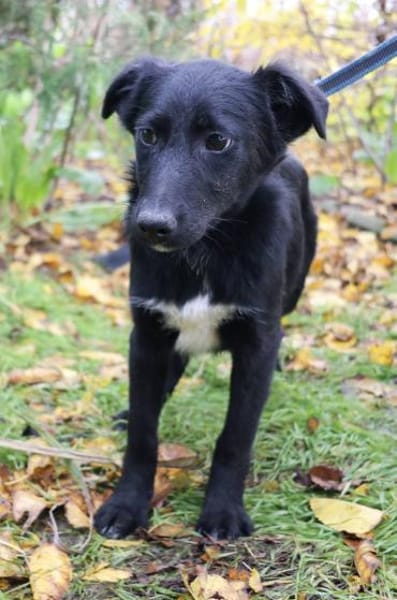 Sophie sucht ihre Menschen