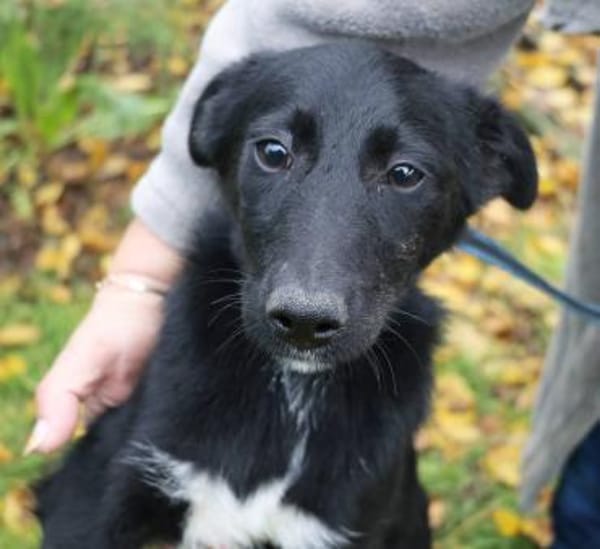 Sophie sucht ihre Menschen