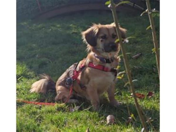 Sallie - wartet in 51427 Bergisch-Gladba