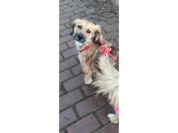 Sallie - wartet in 51427 Bergisch-Gladba