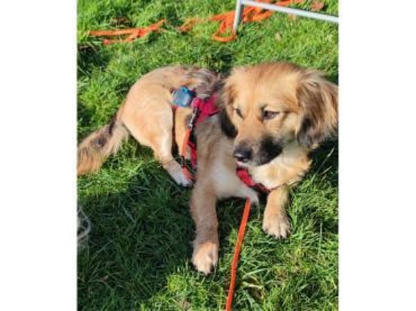 Sallie - wartet in 51427 Bergisch-Gladba