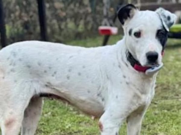 SARRALA - auf Pflegestelle in NRW