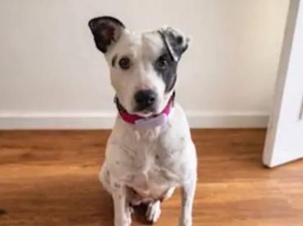 SARRALA - auf Pflegestelle in NRW