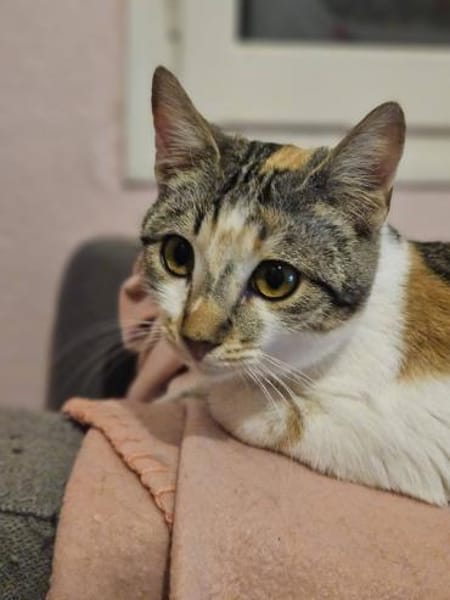 Sara super Schmusekatze sucht Dich