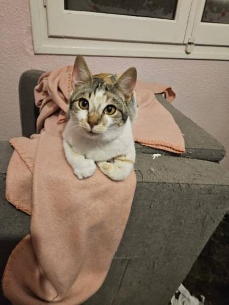 Sara super Schmusekatze sucht Dich