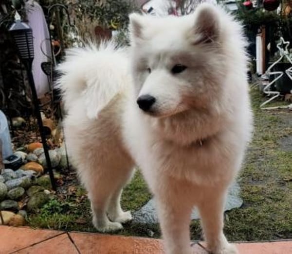 Über Cali der Rohdiamant