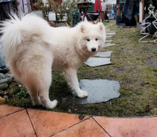 Über Cali der Rohdiamant