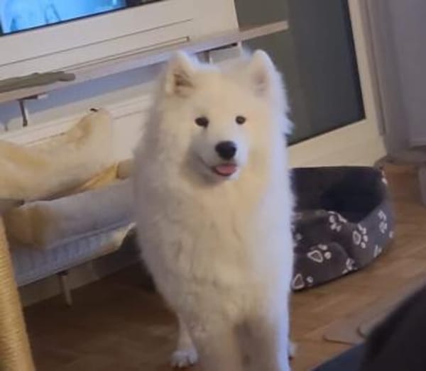 Über Cali der Rohdiamant