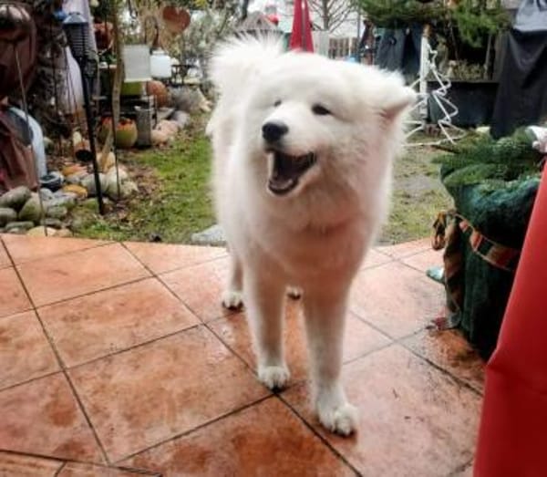 Über Cali der Rohdiamant