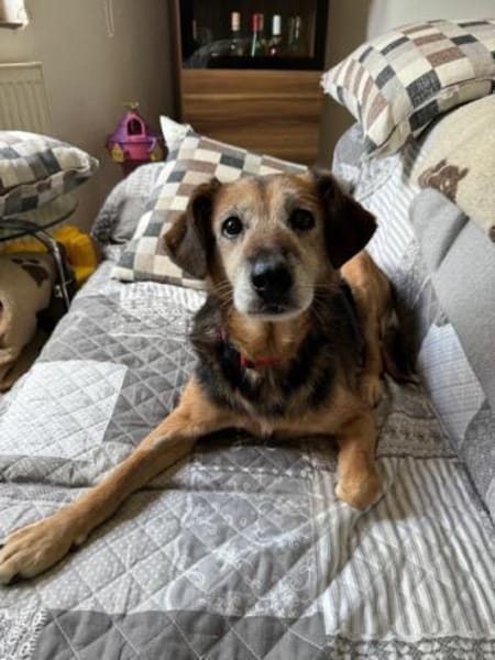 LIZI, freundlich, lieb und genügsam