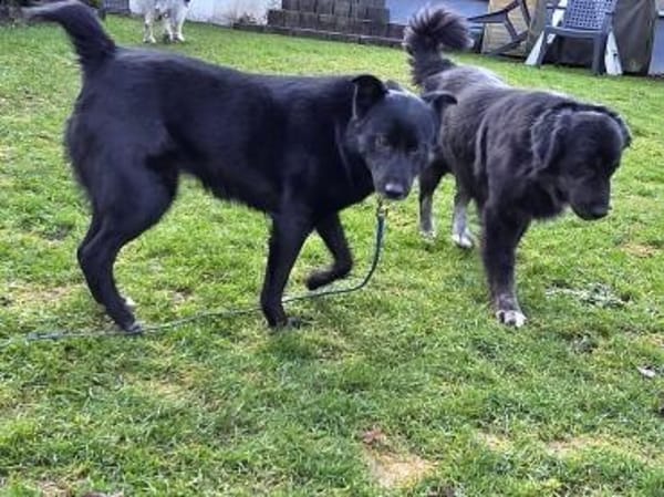 KINDRA-süße,wunderbare Hündin,50 cm