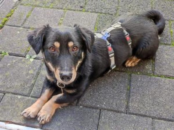 MIMMI-zuckersüße Dackel-Mix-Hündin,36cm