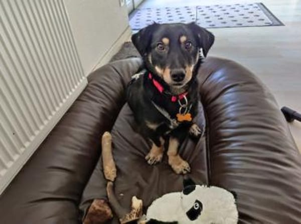 MIMMI-zuckersüße Dackel-Mix-Hündin,36cm