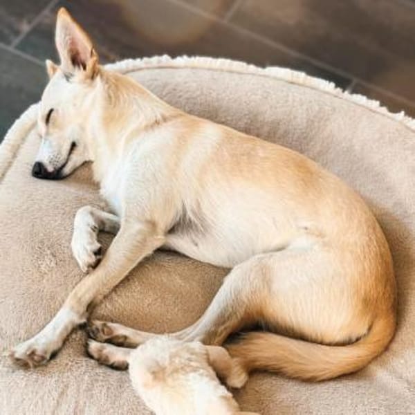 Monty - sucht Nähe bei treuen Menschen