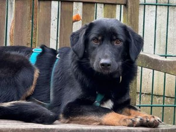 MARIA-zauberhafte,süße Hündin,43 cm