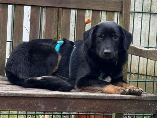 MARIA-zauberhafte,süße Hündin,43 cm