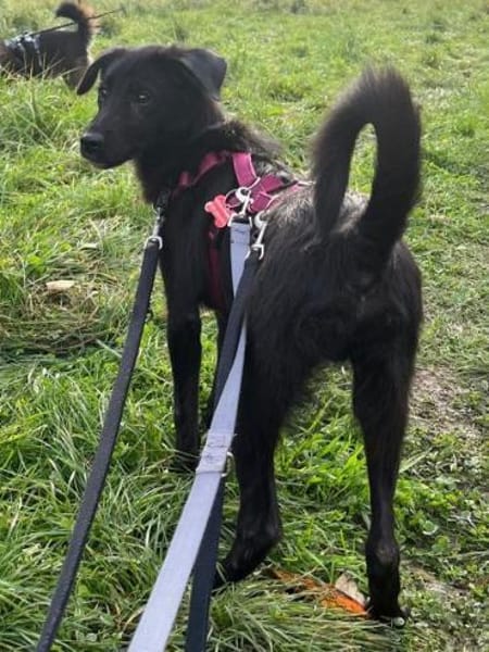 CHICO-wunderschöner Jung-Rüde, 38cm(w)