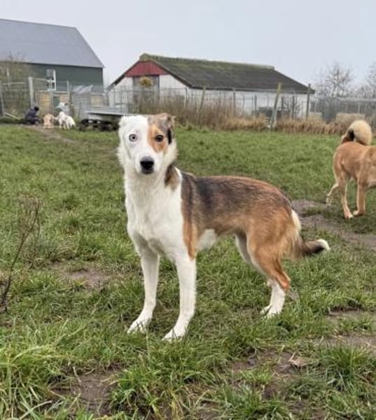 Sky sucht ihr zu Hause