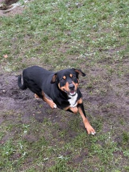 Der hübsche Leo sucht seine Familie